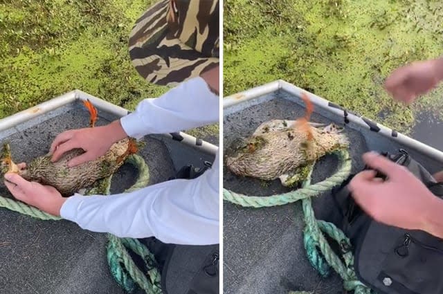 Man pumps strangled and unconscious duck's chest to bring it back to life