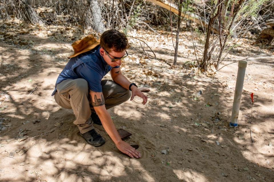 Wes Noe checks his traps for beetles, as part of fieldwork examining ground arthropods and groundwater levels in the marsh.