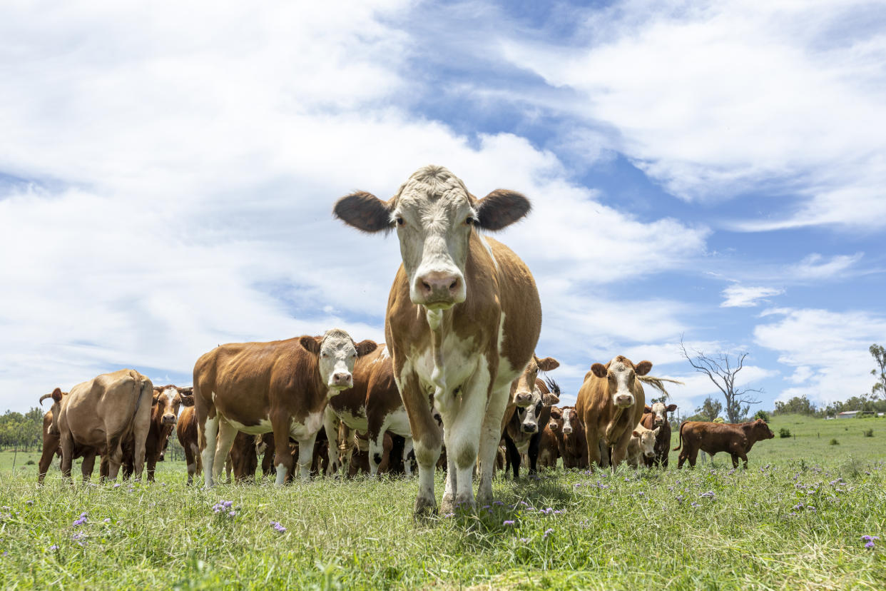 Image d'illustration de vaches dans un champ (crédit : getty image)