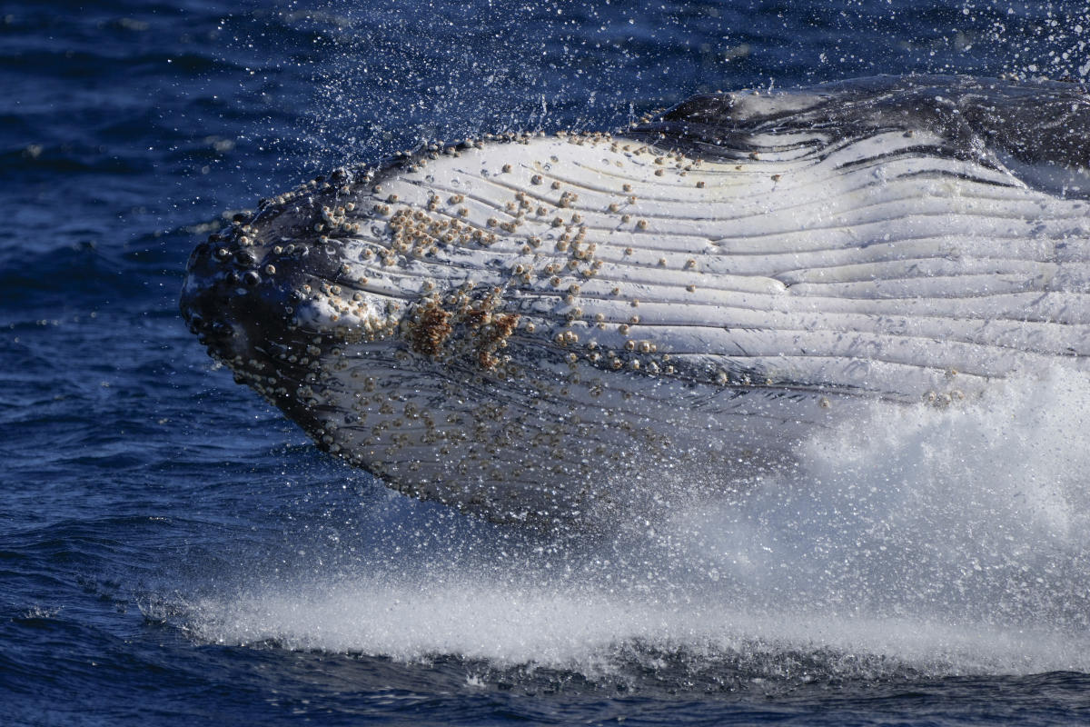 #Humpback whales wail less as population grows