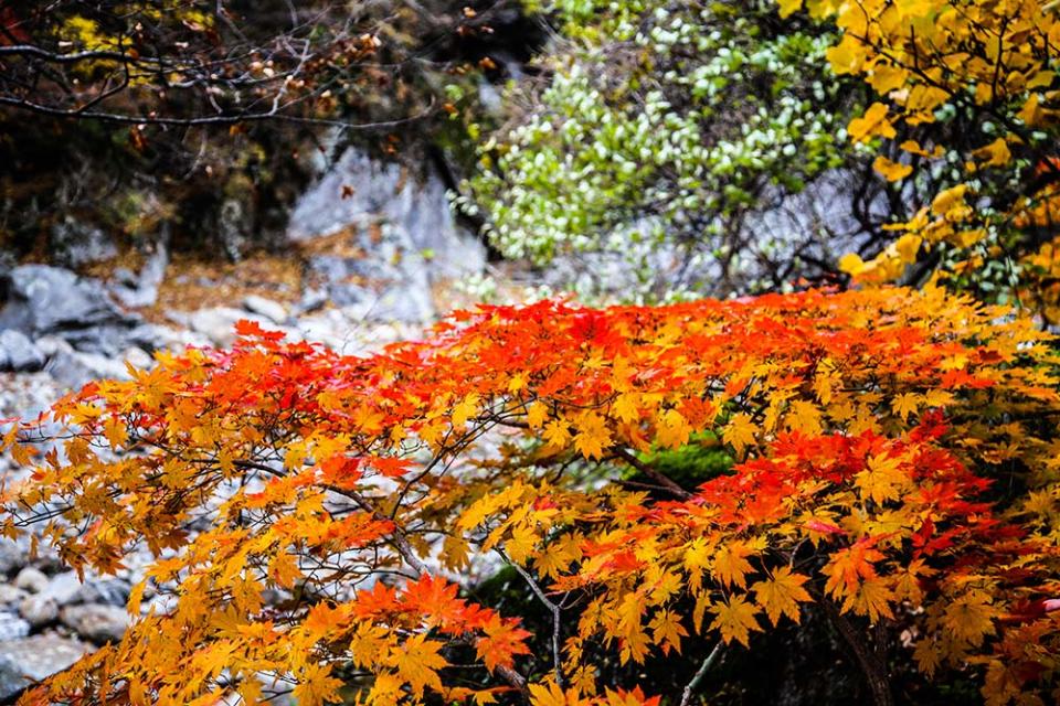 智異山（Image Source : Getty Creative/iStockphoto）