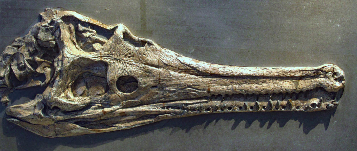 A Jurassic crocodile that lived around 180 million years ago has been identified by scientists (SWNS)