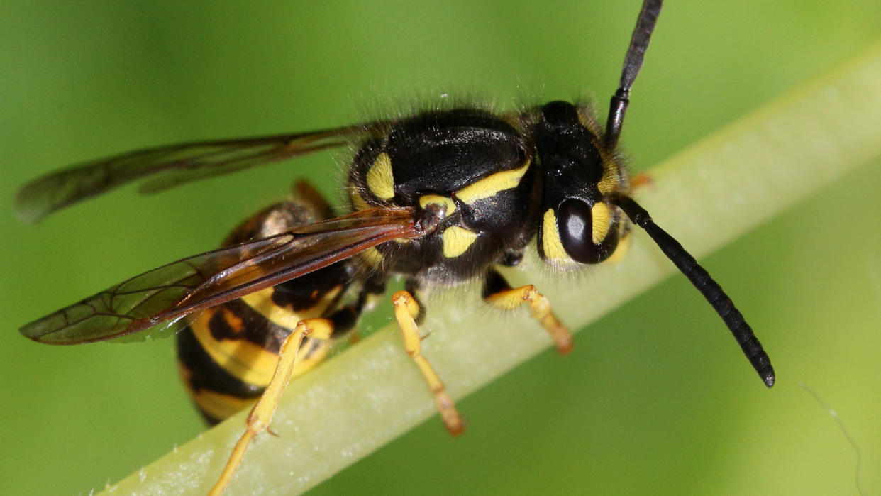  Yellow jacket insect on stem 