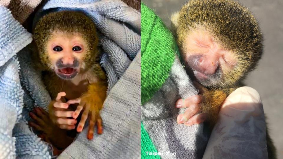 動物園又有新成員！黑冠松鼠猴寶寶被媽媽棄養 保育員人工哺育吸著小手甜睡