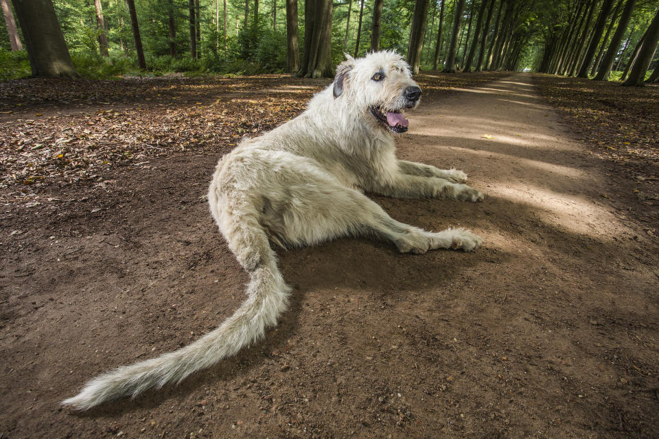 Keon, a dog owned by Ilse Loodts of Westerlo, Belgium, has a tail measuring 30.2 inches.