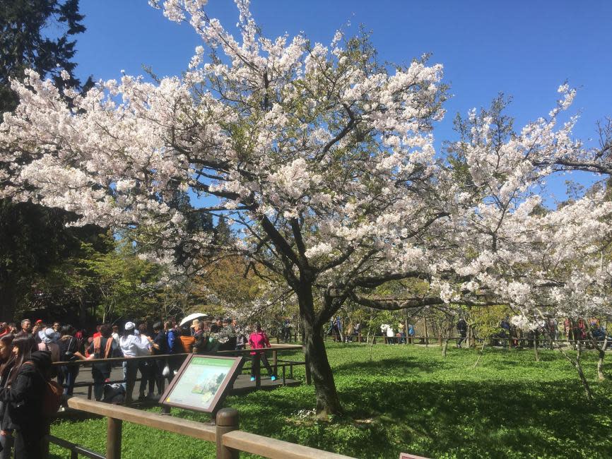 2023 Cherry Blossom Season｜Alishan Sleepless Day Tour｜Taipei & Taoyuan & Hsinchu & Taichung & Chiayi & Tainan & Kaohsiung departure｜Cherry Blossom & Sunrise Watching. (Photo: KKday SG)