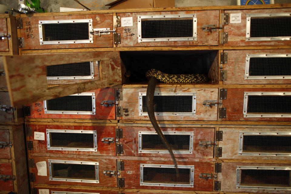 A snake is seen at the snake farm in Zisiqiao village, Zhejiang Province June 15, 2011. REUTERS/Aly Song