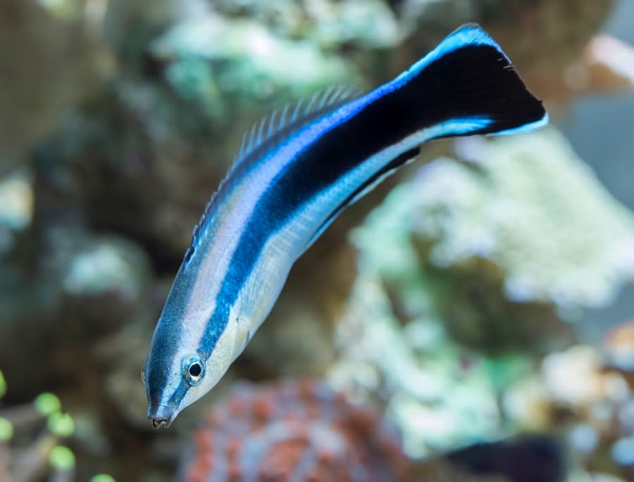 A bluestreak cleaner wrasse, or labroides dimidiatus. (Getty)