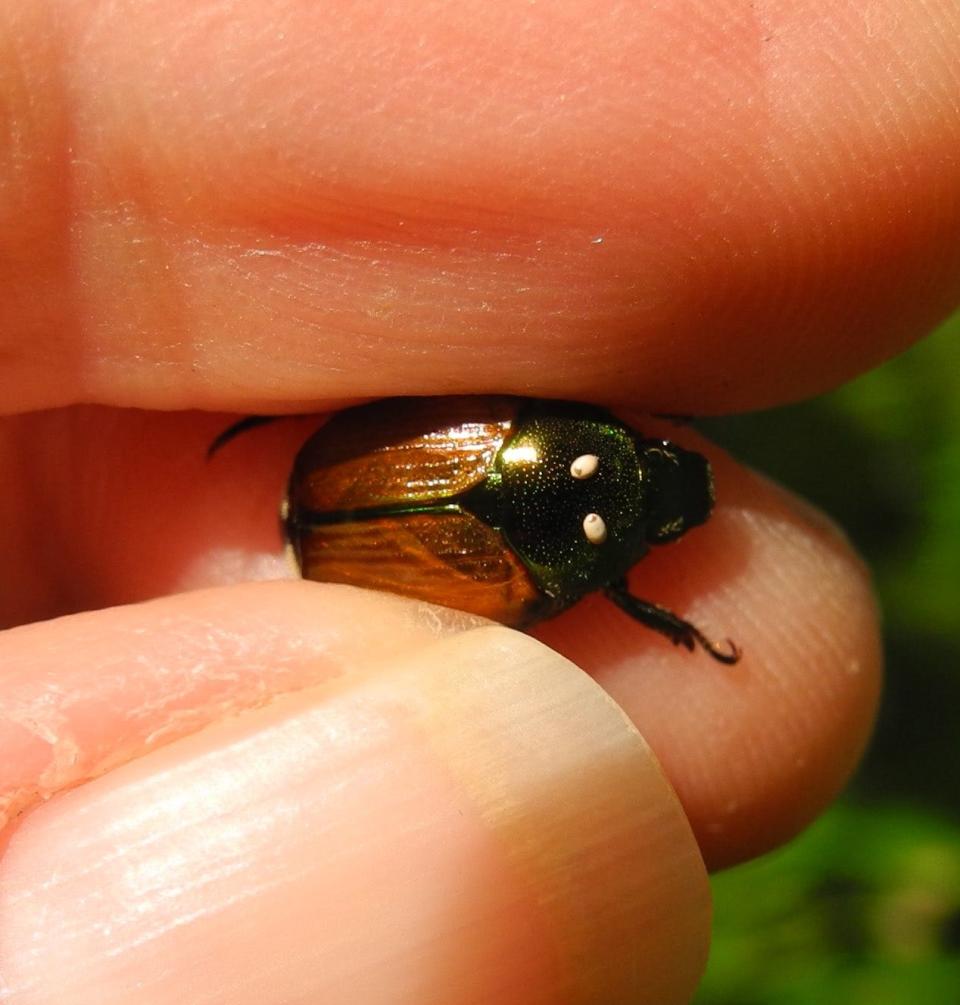 The parasitic tachinid fly lays its eggs on the shoulders of Japanese beetles. Rather than destroying this beetle, if we let it go, the eggs can hatch and the resulting larvae will consume the beetle from within. Then they will go on to consume more of the nuisance beetles.