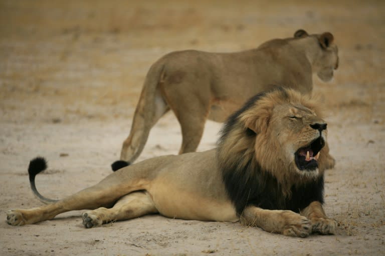 Cecil the lion was wearing a tracking collar when he was lured out of Zimbabwe's Hwange National Park