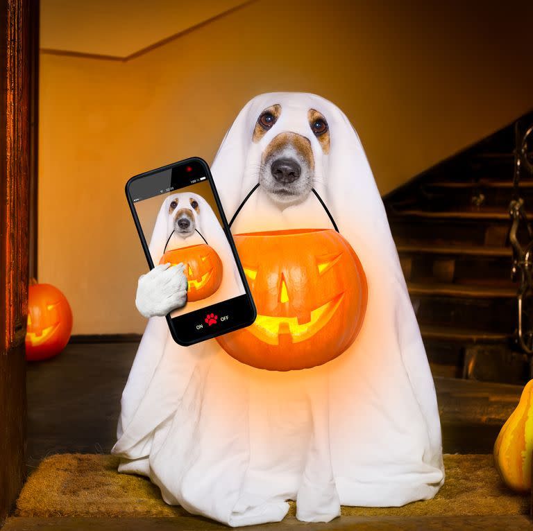 dog wearing ghost costume with pumpkin and phone