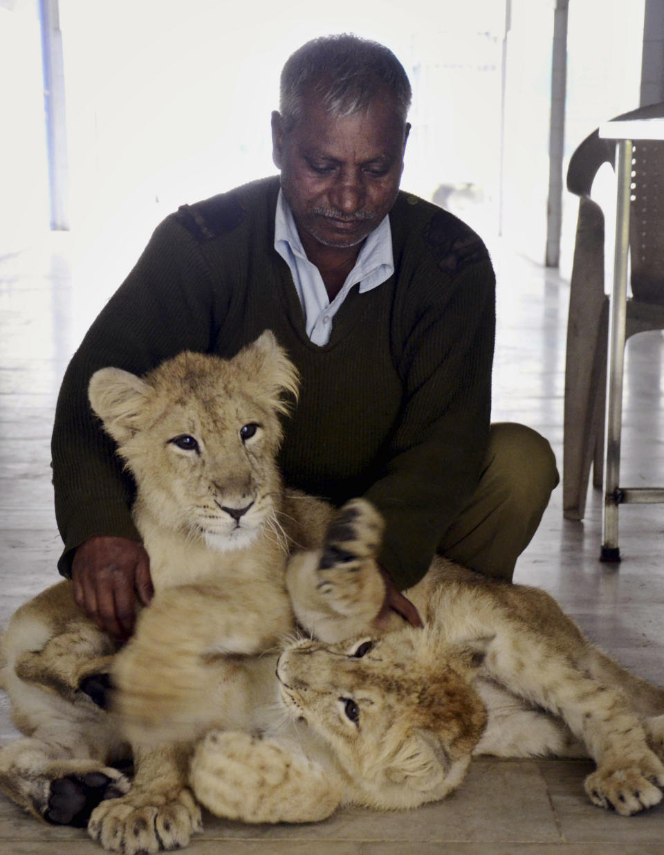 In this Friday, Jan. 10, 2014 photo, an Indian worker holds two lion cubs at Patna Zoo, in Patna, India. India is scrambling to protect its beleaguered tiger population after several big cats tested positive for a virus common among dogs but deadly to other carnivores, experts said. In the last year, canine distemper virus has killed at least four tigers and several other animals across northern and eastern India, according to Rajesh Gopal of the government’s National Tiger Conservation Authority. (AP Photo/Aftab Alam Siddiqui)