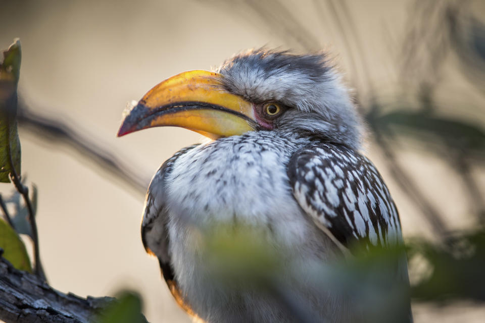 A yellow-billed hornbill at Bwabwata National Park in Namibia. (Photo: Will Burrard-Lucas/Caters News)