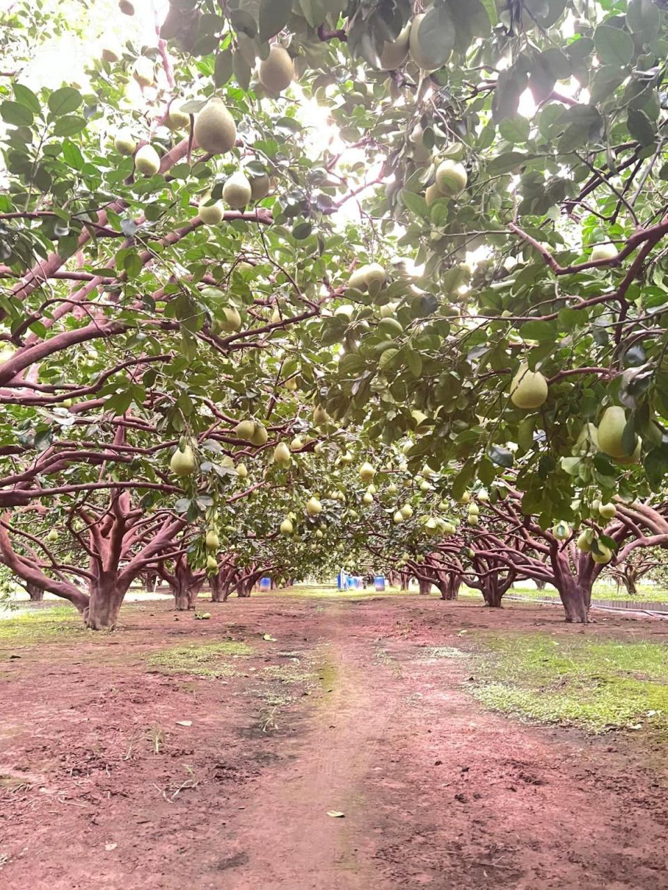 竹縣峨眉文旦也是重要產區，柚農相當細心照料柚園。（圖：民眾提供）