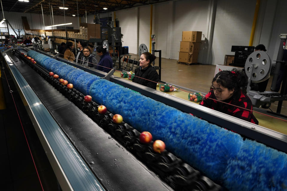 Varios trabajadores clasifican y empaquetan manzanas en las instalaciones de almacenamiento y empaque de BelleHarvest, el 4 de octubre de 2022 en Belding, Michigan. (AP Foto/Carlos Osorio)