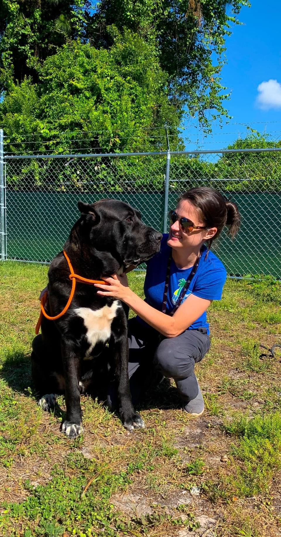 Liz Graffagnino is pictured here in April 2022 with Bruno, a cane corso she worked with as a behaviorist at Halifax Humane Society. Graffagnino worked at the Daytona Beach animal shelter for more than a year before putting in her notice last November.