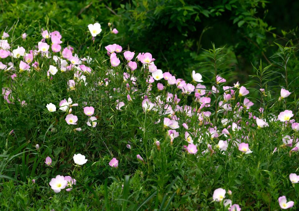 Primrose blooms along the banks of Cedar Creek Saturday April 27.