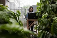 Xiaolei Guo utilises artificial intelligence image analysis software to examine greenhouse coffee tree roots