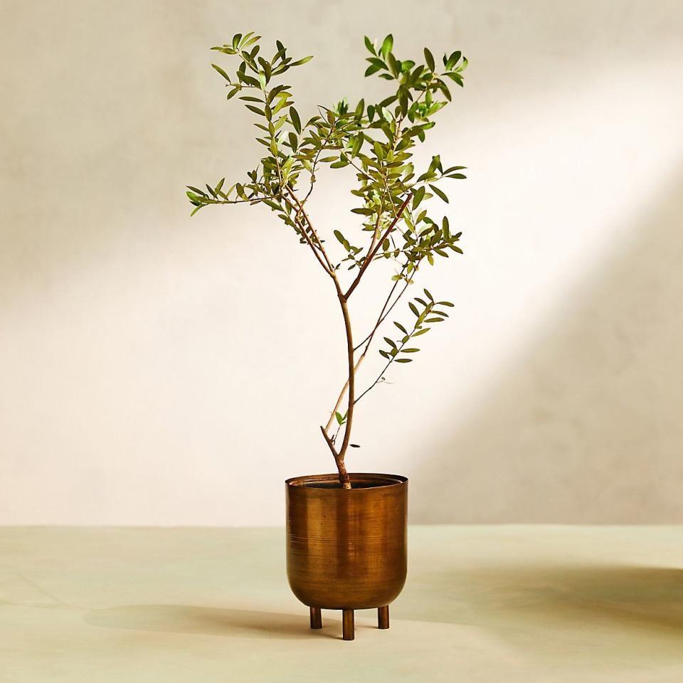 <p><a href="https://go.redirectingat.com?id=74968X1596630&url=https%3A%2F%2Fwww.shopterrain.com%2Fproducts%2Farbequina-olive-tree-metal-pot&sref=https%3A%2F%2Fwww.goodhousekeeping.com%2Fhome%2Fgardening%2Fg27210824%2Fbuy-plants-online%2F" rel="nofollow noopener" target="_blank" data-ylk="slk:Shop Now;elm:context_link;itc:0;sec:content-canvas" class="link ">Shop Now</a></p><p>Terrain</p><p>shopterrain.com</p><span class="copyright">Terrain</span>