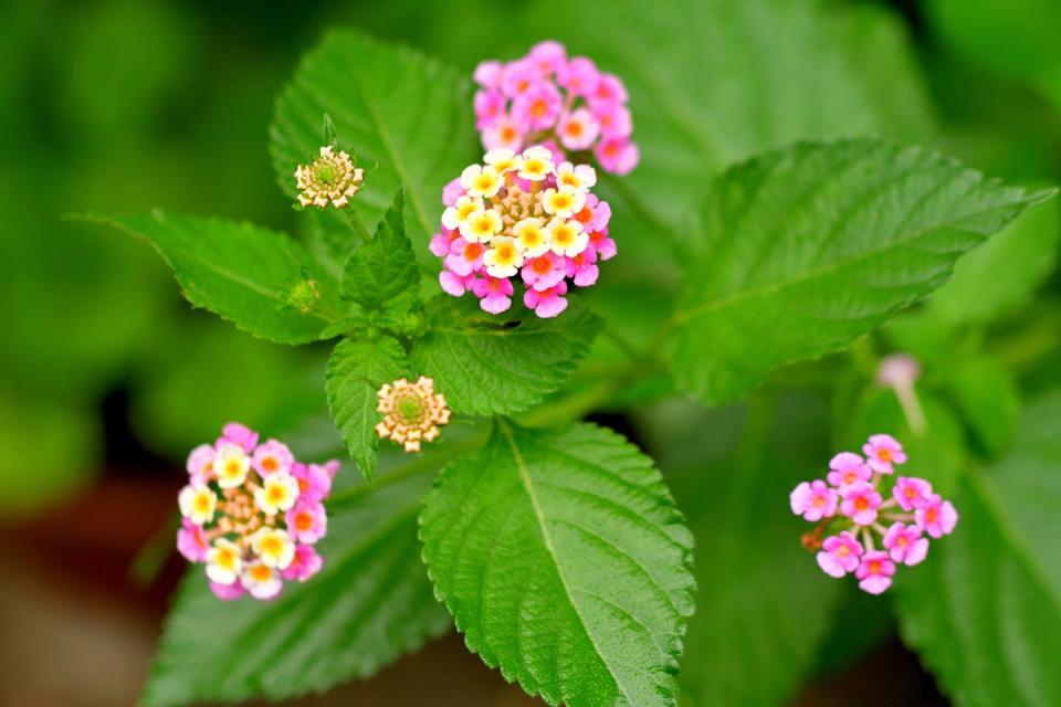 lantana flowers in garden