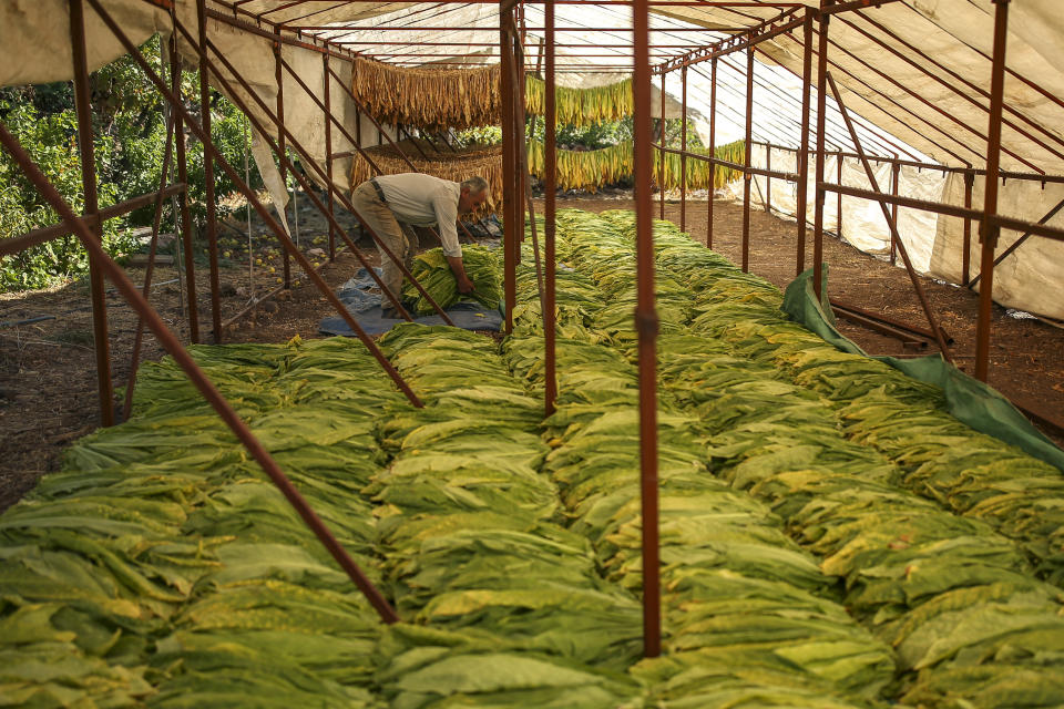 İsmail Demir, 53, spreads harvested tobacco leaves in Gokcay village, Adiyaman province, southeast Turkey, Wednesday, Sept. 28, 2022. Official data released Monday Oct. 3, 2022 shows consumer prices rise 83.45% from a year earlier, further hitting households already facing high energy, food and housing costs. Experts say the real rate of inflation is much higher than official statistics, at an eye-watering 186%. (AP Photo/Emrah Gurel)