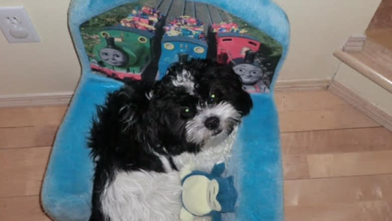Dog that killed shih tzu leaped fence to charge toddler months earlier, neighbour says