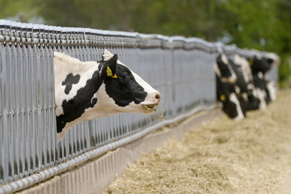 Cows peek out of a fence near a highway on Wednesday, June 22, 2022, in Delta, Utah. In this tiny Utah town surrounded by cattle, alfalfa fields and scrub-lined desert highways, hundreds of workers over the next few years will be laid off as the coal power plant closes— casualties of environmental regulations and competition from cheaper energy sources. (AP Photo/Rick Bowmer)