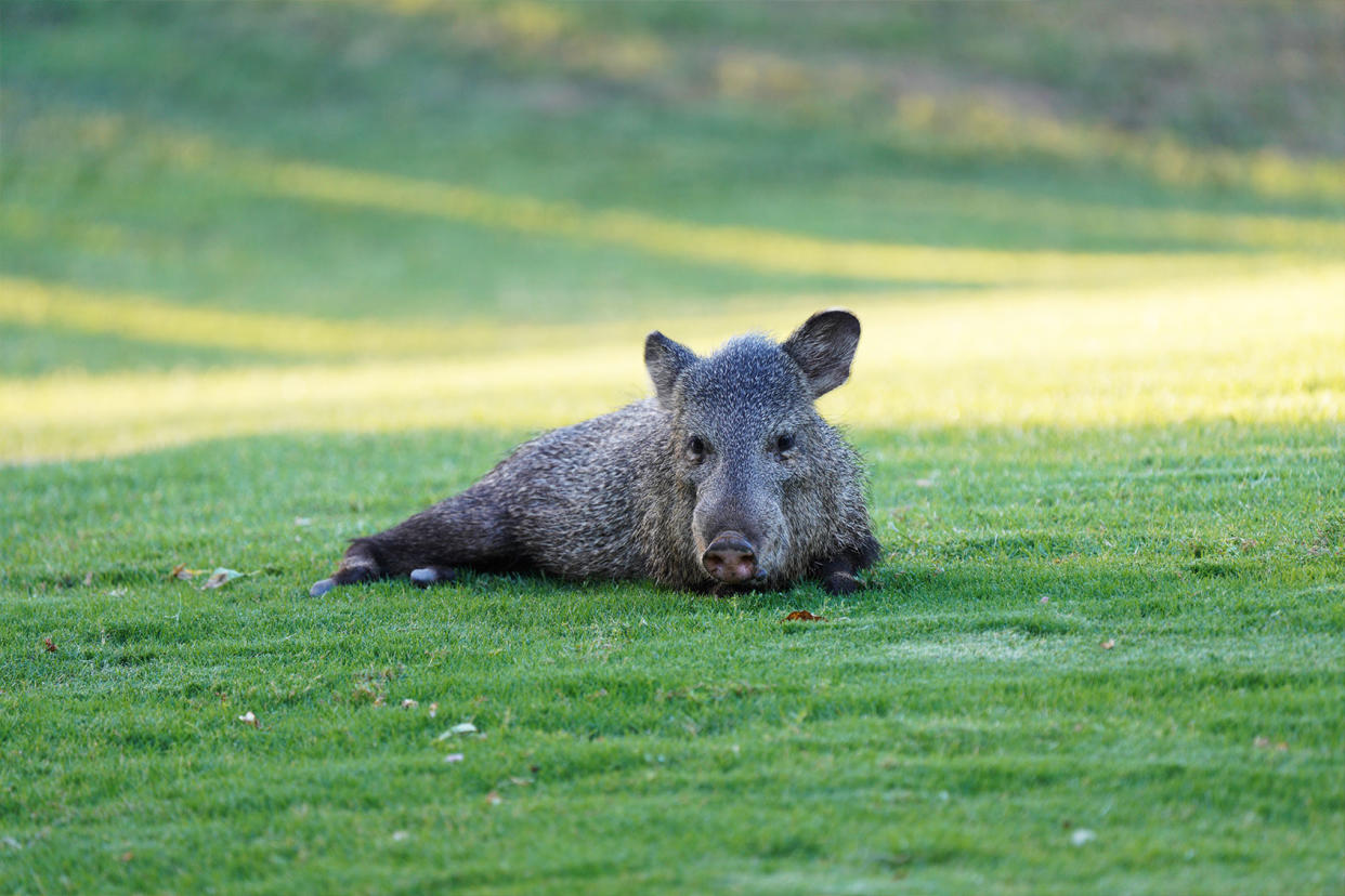 Collared Peccary or Javelina in the grass Getty Images/G Parekh