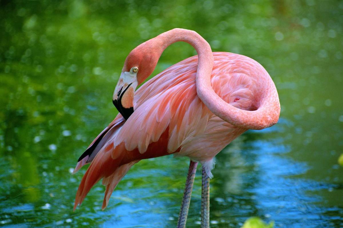 A 'pink wave' could be good news for Flamingo conservation in Florida