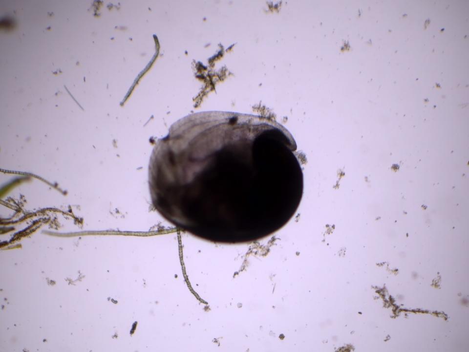 觀察顯微鏡下九孔寶寶攝食微矽藻情況。圖/新北市政府提供