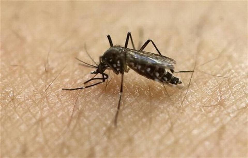 Fans, homemade anti-itch creams, insect repellents with Deet and help from the neighbors can help you deal with mosquitoes during this Kansas City summer.