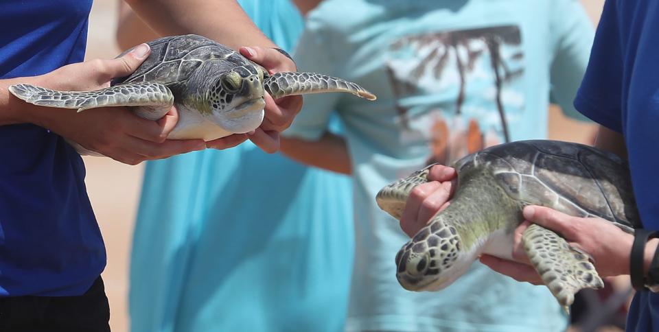 Florida Aquarium team members holds two of eight, green turtles, to be released back into the Atlantic Ocean, Wednesday June 26, 2024 at the Standish Drive beach access ramp in Ormond Beach.