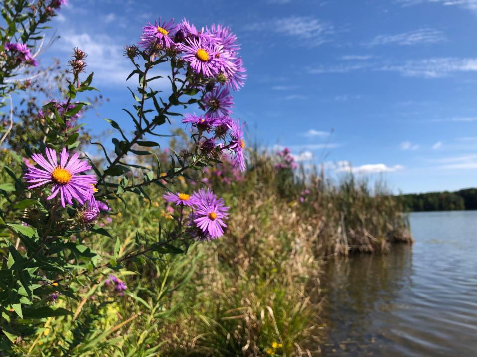 Purple asters grow among other wildflowers along Worster Lake's northern shore at Potato Creek State Park in North Liberty in late September 2023.