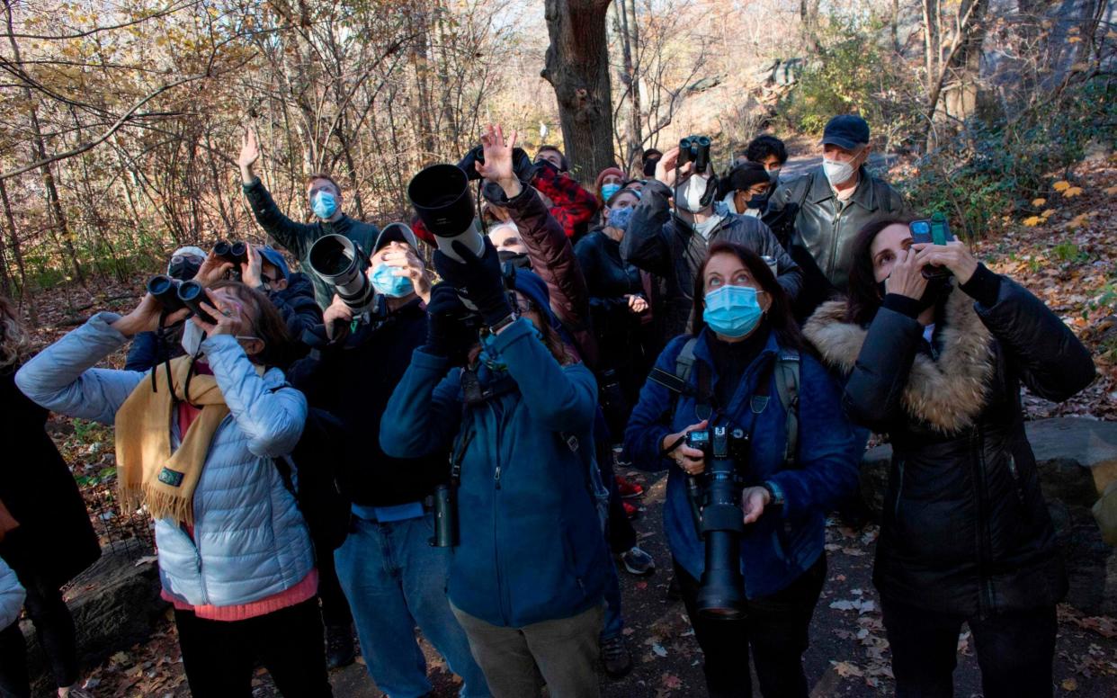 Bird watchers use binoculars and cameras to see a Great Horned Owl at The Ramble in Central Park during a tour offer by Robert DeCandido - AFP