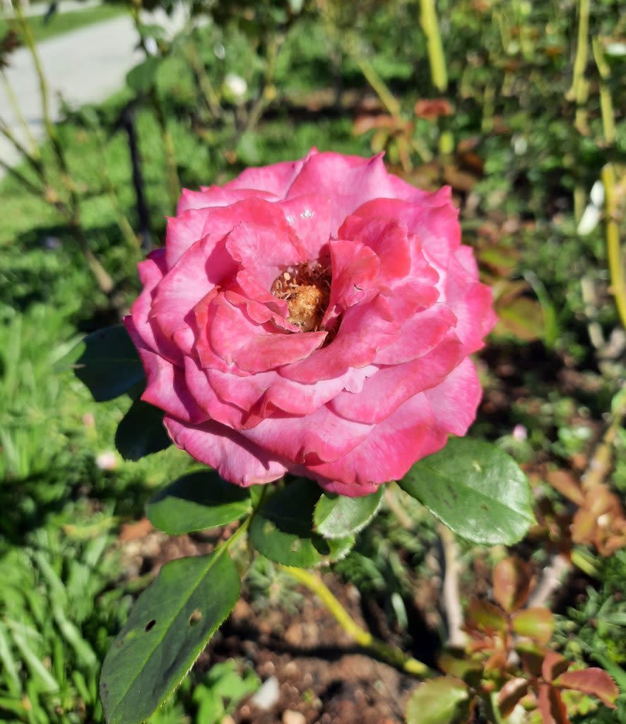 芳香愛人是台灣育種家許古意培育出來的器種。（北市公園處提供）