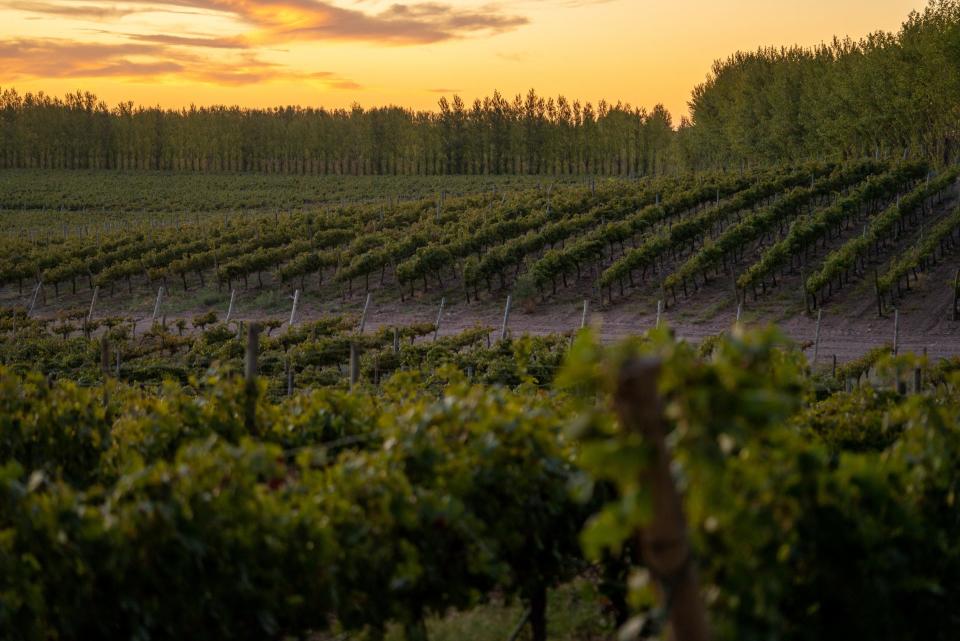 Bodegas, Cambio climático, Energías Renovables