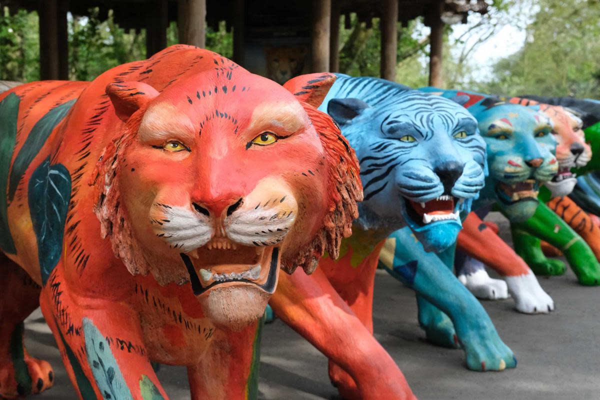 A brand-new colourful tiger sculpture trail featuring eight life-sized tiger statues is launching in Norfolk <i>(Image: Banham Zoo)</i>