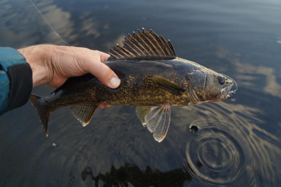 A walleye is held before release on Seseganaga Lake near Ignace, Ontario.