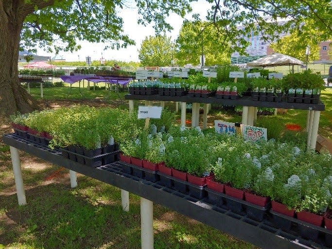 More than 16,000 plants will be offered for sale at Chadwick Arboretum’s spring plant sale and auction.