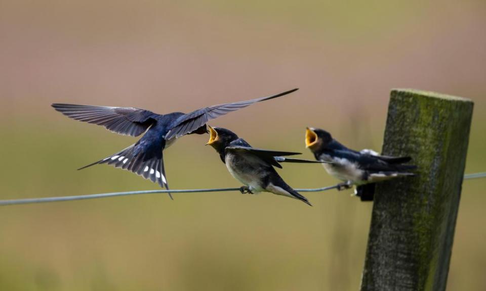 <span>Photograph: Thomas Hanahoe/Alamy</span>