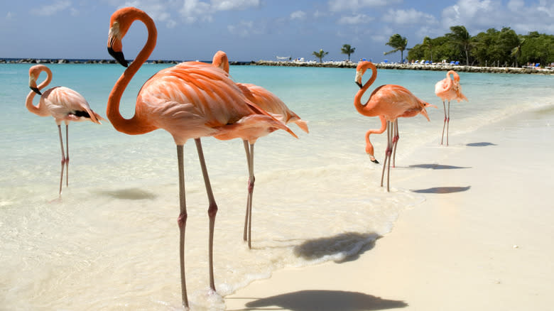 Flamingos standing along beach