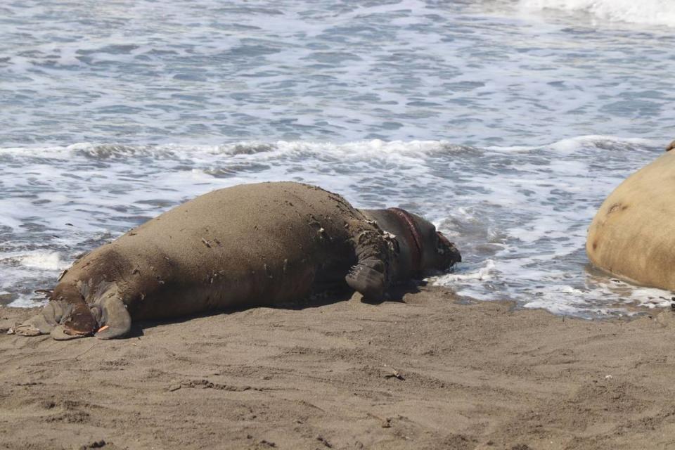 Necklace, an elephant seal with plastic wrapped around her neck, was on the beach at high tide on May 6, 2024.