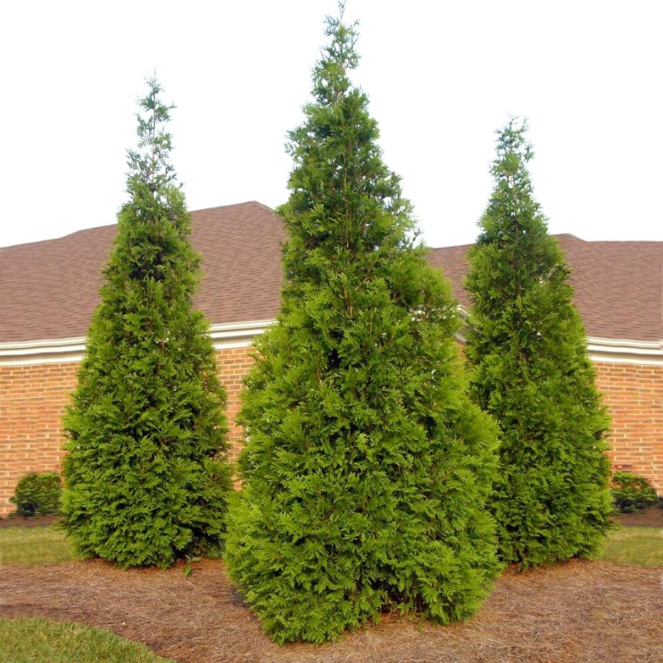 Thuja Green Giant