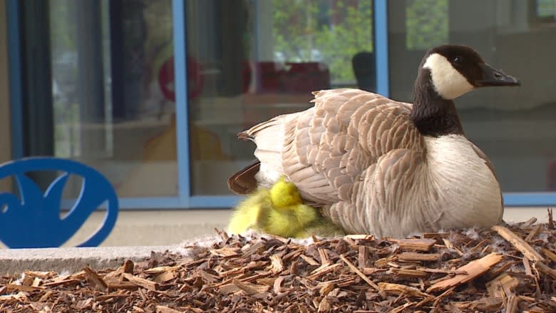 Get lost, goose: City hall takes steps to prevent bird family's annual nest