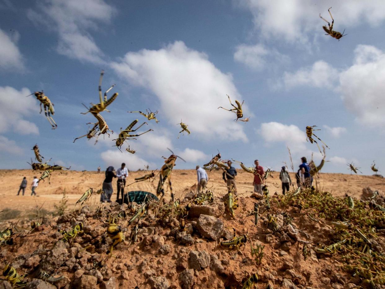 Desert locusts that have not yet grown wings jump in the air as they are approached by observers near Garowe, Somalia: AP