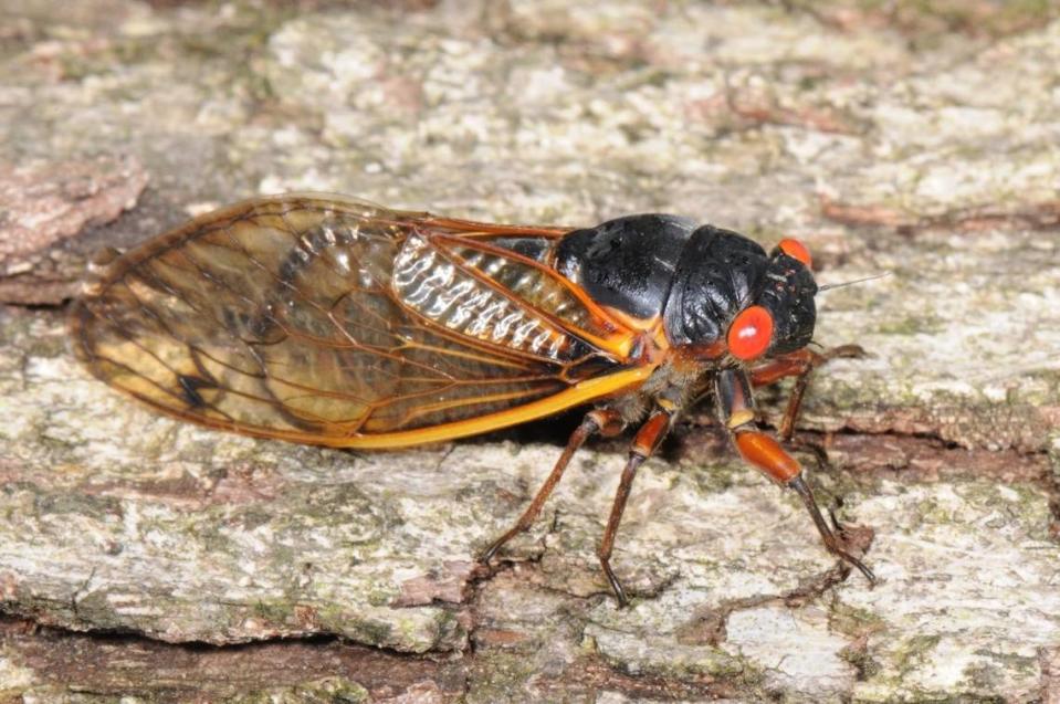An adult periodical cicada.