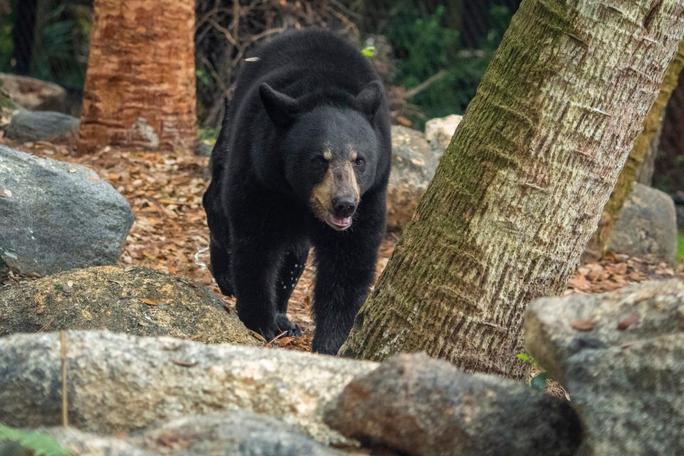 The bear hunt has moved forward in NJ