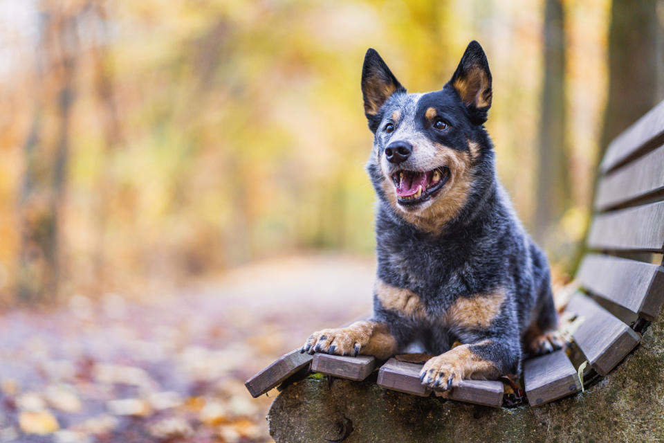 Australian cattle dog sitting on deck