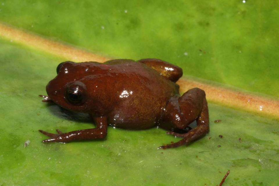 A Neblinaphryne mayeri, or Mayer’s frog.
