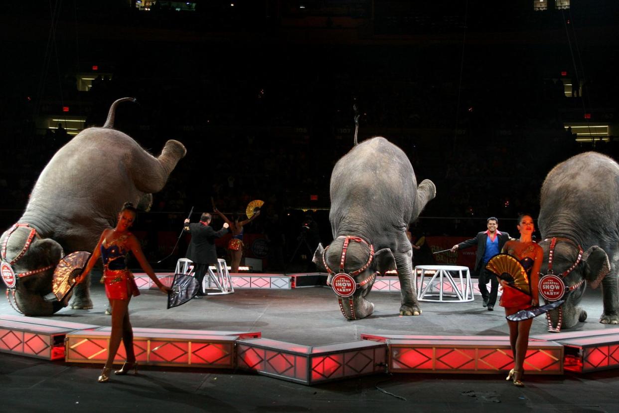 ringling bros and barnum bailey presents bellobration